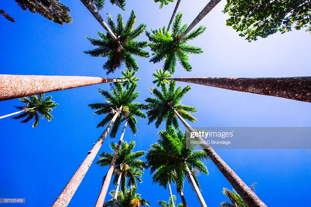 1024x682, 514 Kb / пальмы