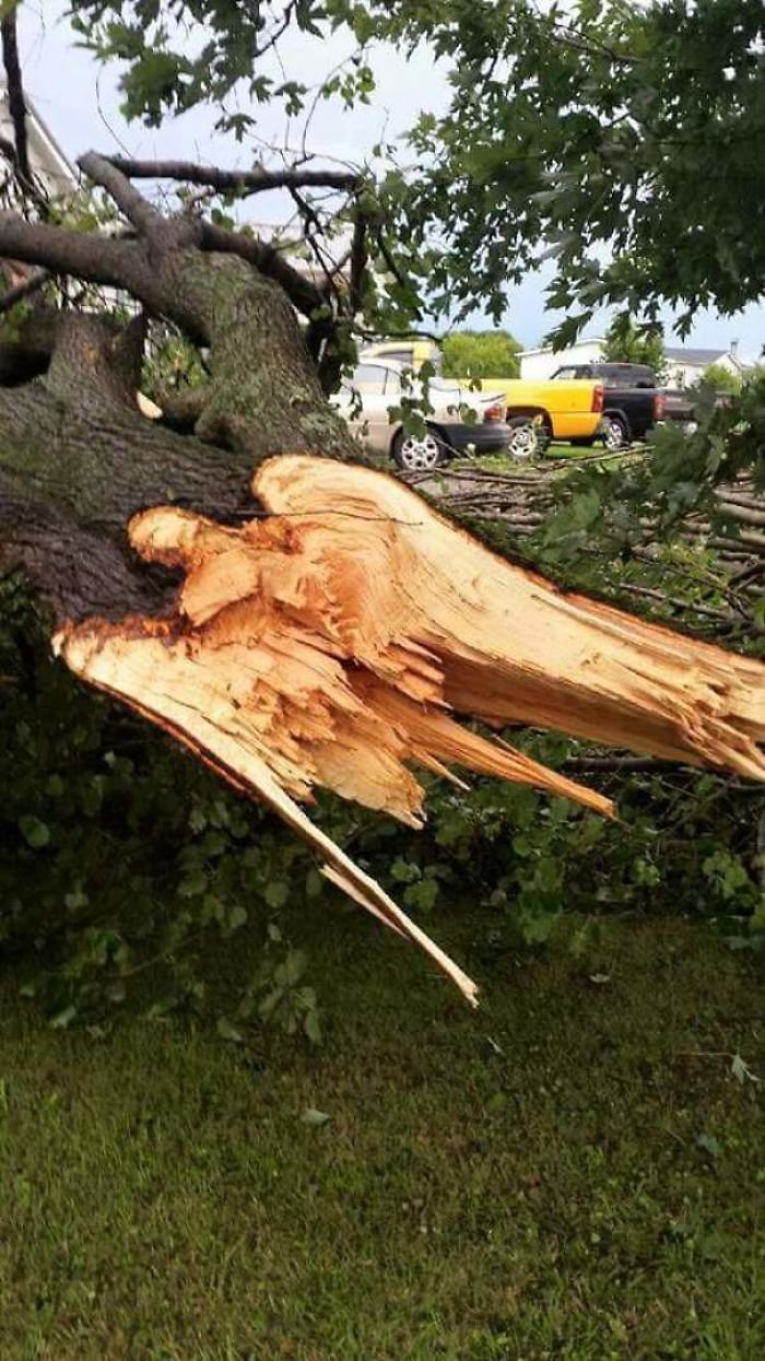 700x1245, 178 Kb / дерево, слом, перелом, ангел, ПГМ