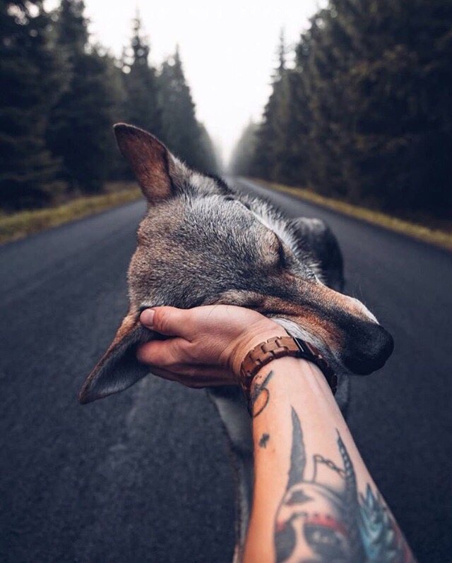 640x798, 99 Kb / рука, тату, собака, волк, лес, дорога, ласка, часы