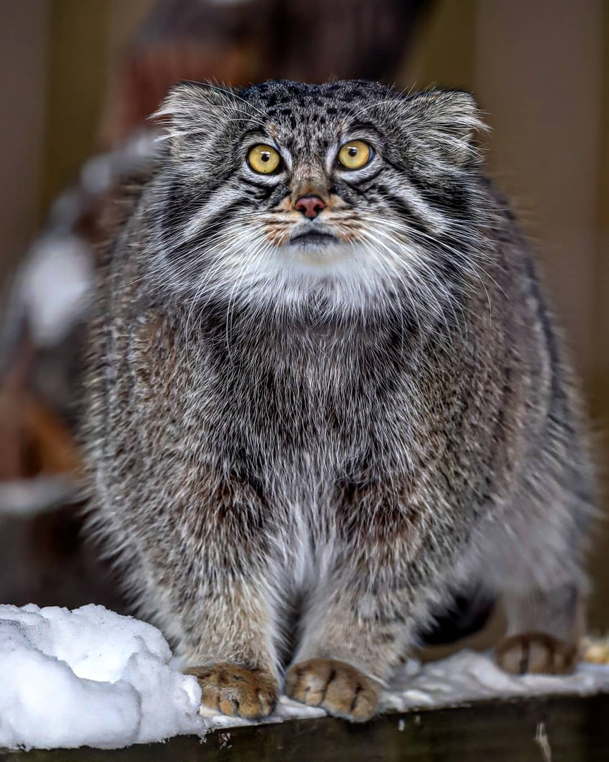 864x1080, 348 Kb / манул