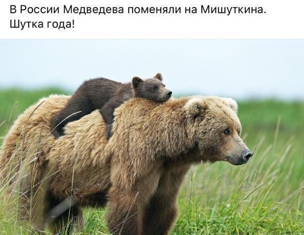 591x458, 45 Kb / Медведев, медведь, мишутка