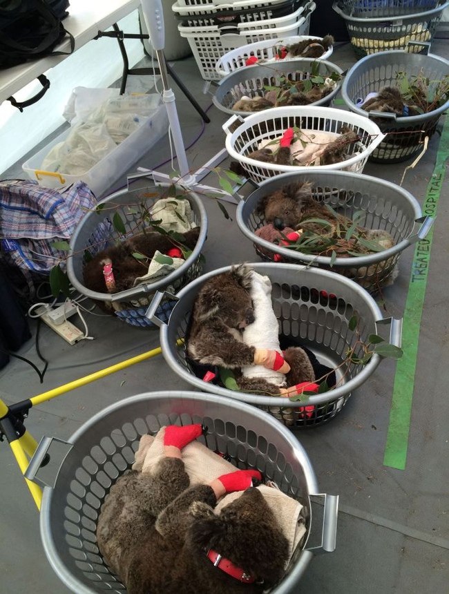 650x860, 167 Kb / Коалы, Австралия, реабилитация