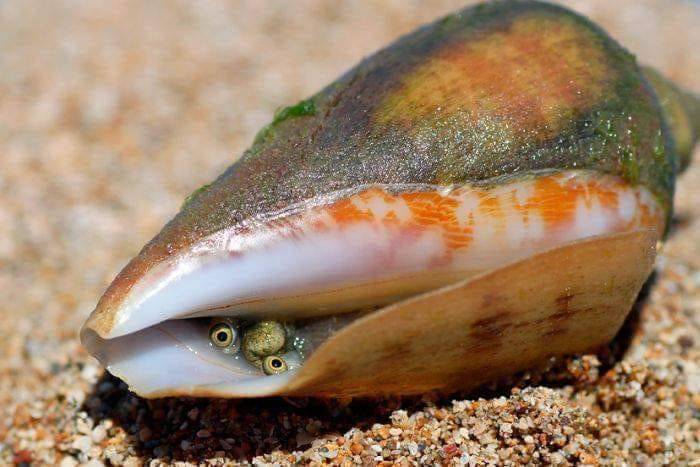 700x467, 49 Kb / раковина, ракушка, песок, выглядывает, глаза