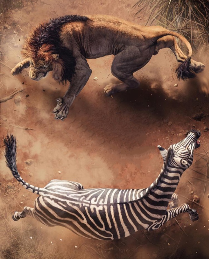 720x893, 228 Kb / лев, зебра