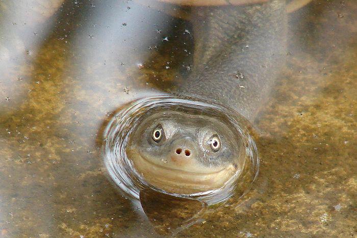 700x466, 59 Kb / черепаха, улыбка