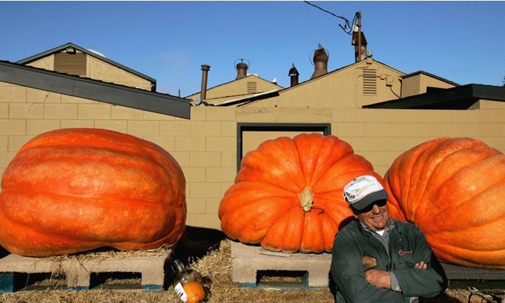 711x427, 143 Kb / тыквы, выставка