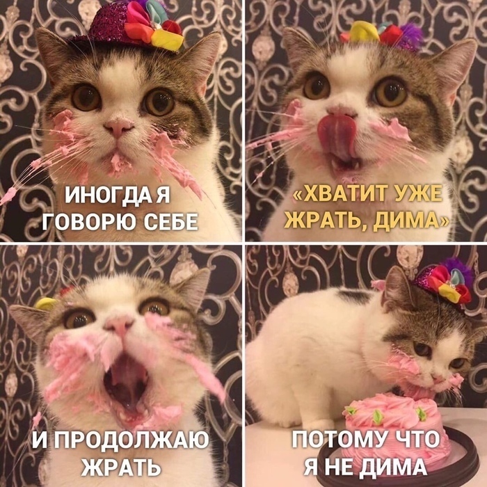 700x700, 229 Kb / Кот, торт, дима