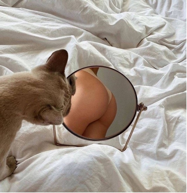 642x665, 155 Kb / зеркало, попа, трусы, отражение, одеяло, кот, кошка