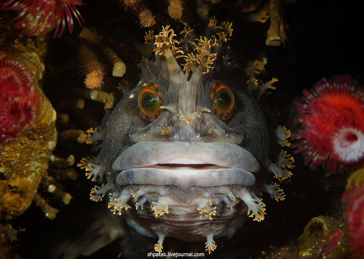 1200x853, 218 Kb / рыба, губы