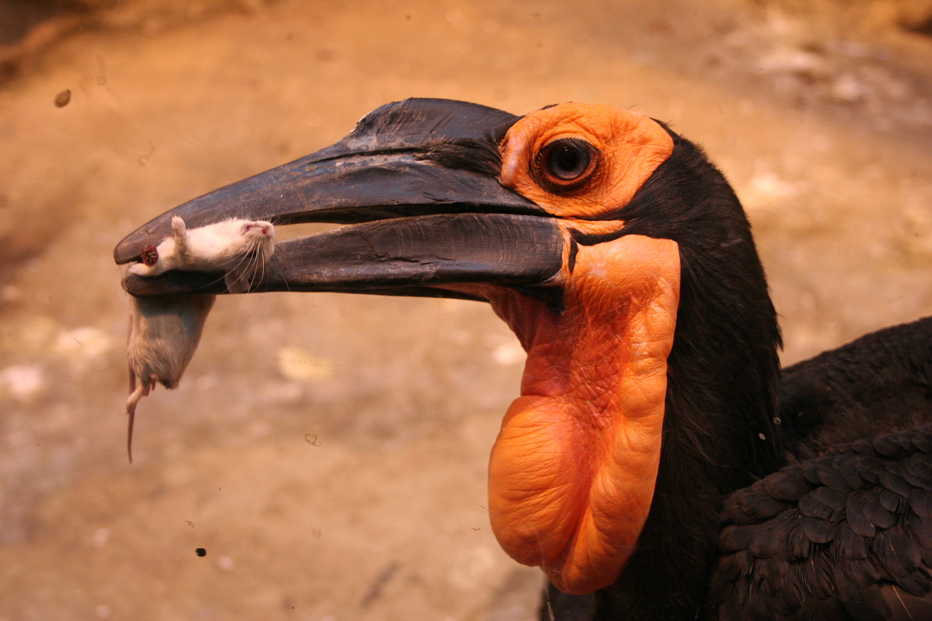 1920x1280, 249 Kb / ворон, рогатый, мышь, птица, клюв, зоб