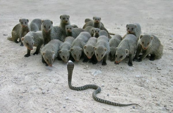 600x392, 47 Kb / змея, мангусты