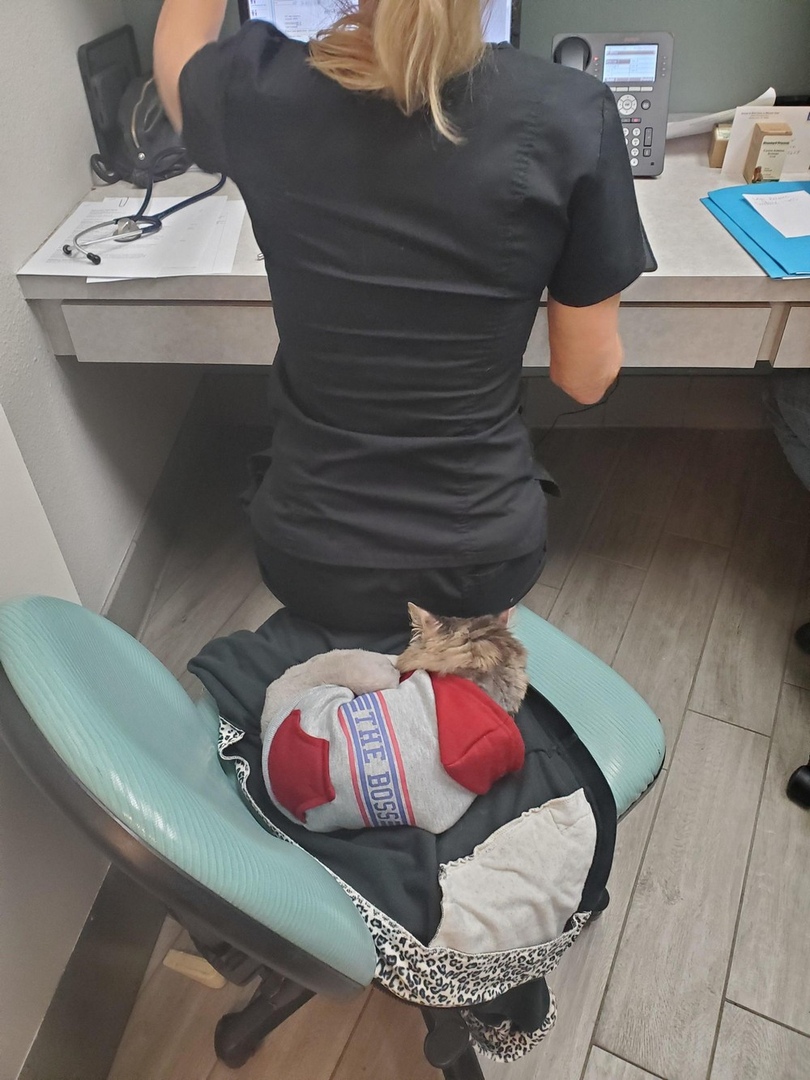 810x1080, 270 Kb / босс, кот, кошка, кофта, стул, кресло, телефон, avaya, стетоскоп, фонендоскоп, тонометр, врач