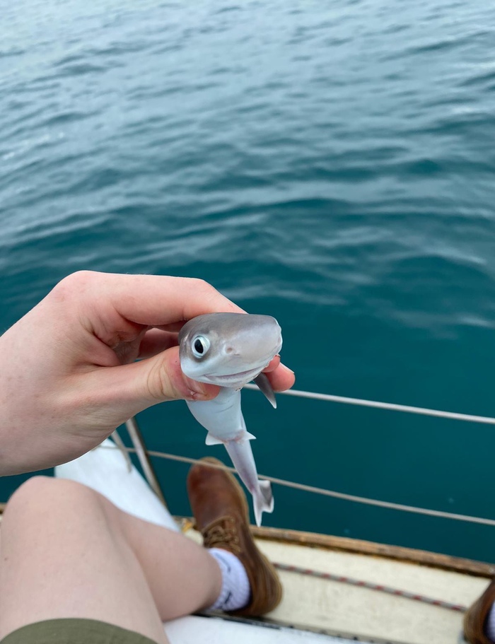 700x911, 159 Kb / акула, акуленок