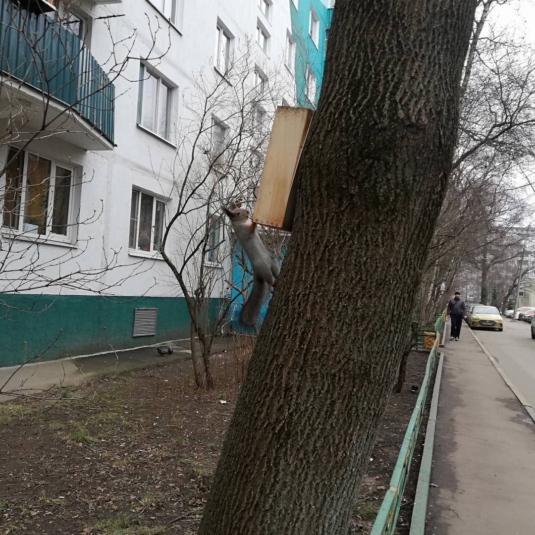 1080x1080, 340 Kb / Белка, двор, дерево, кормушка