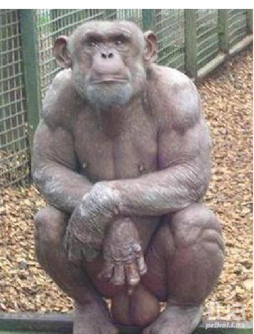 510x672, 56 Kb / обезьян, яйца