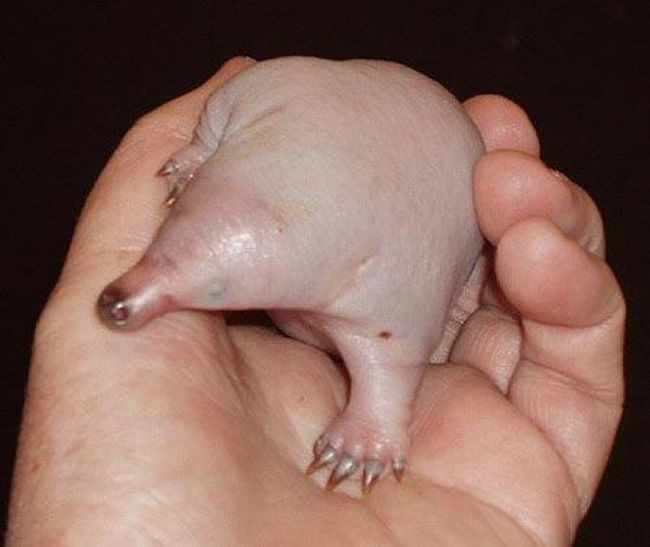 650x547, 43 Kb / выхухоль, детёныш