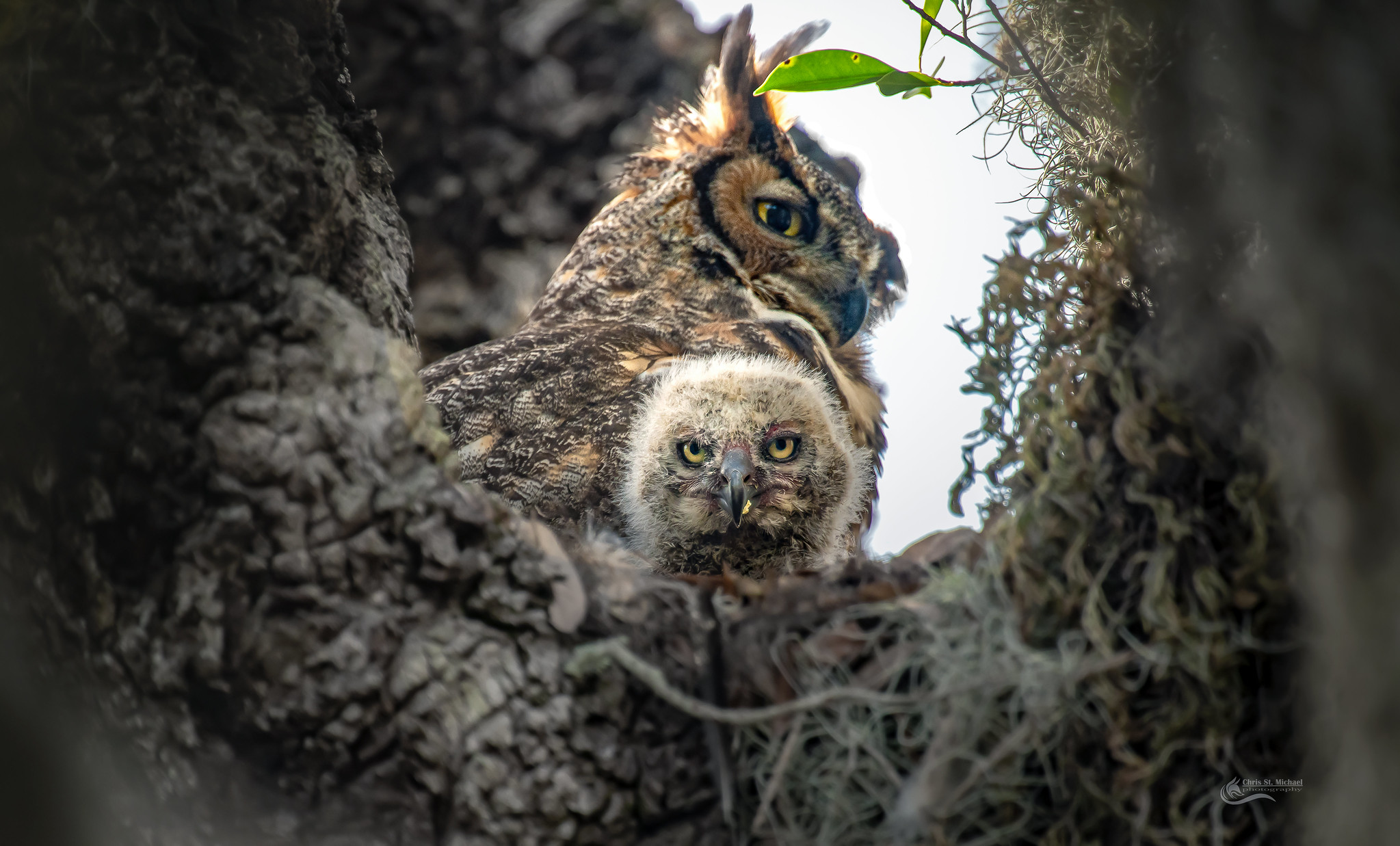 2047x1237, 493 Kb / сова, совенок, гнездо