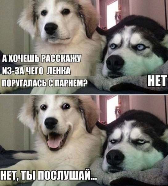 545x604, 71 Kb / собака, хаски, послушай