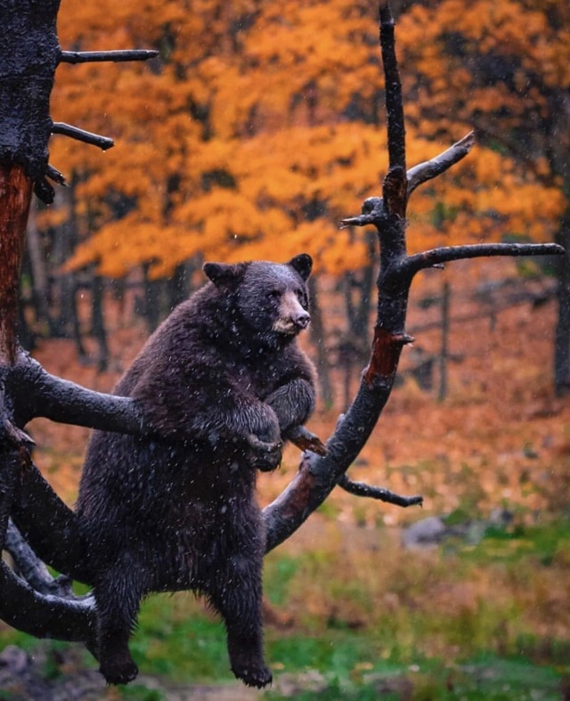 640x787, 133 Kb / медведь, сук, дождь