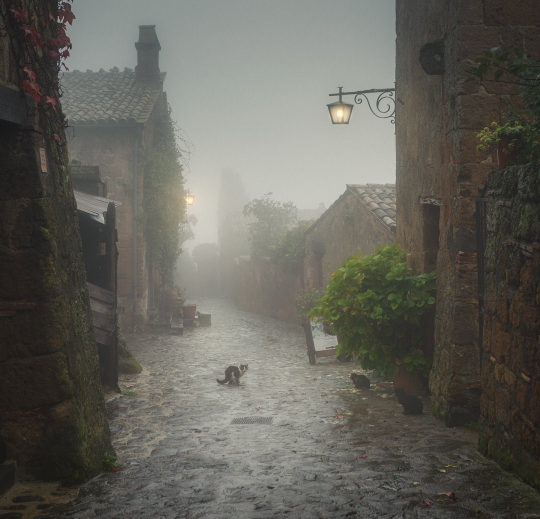 1080x1038, 264 Kb / туман, смог, фонарь, зелень, камень, крыша, черепица, кот, кошка