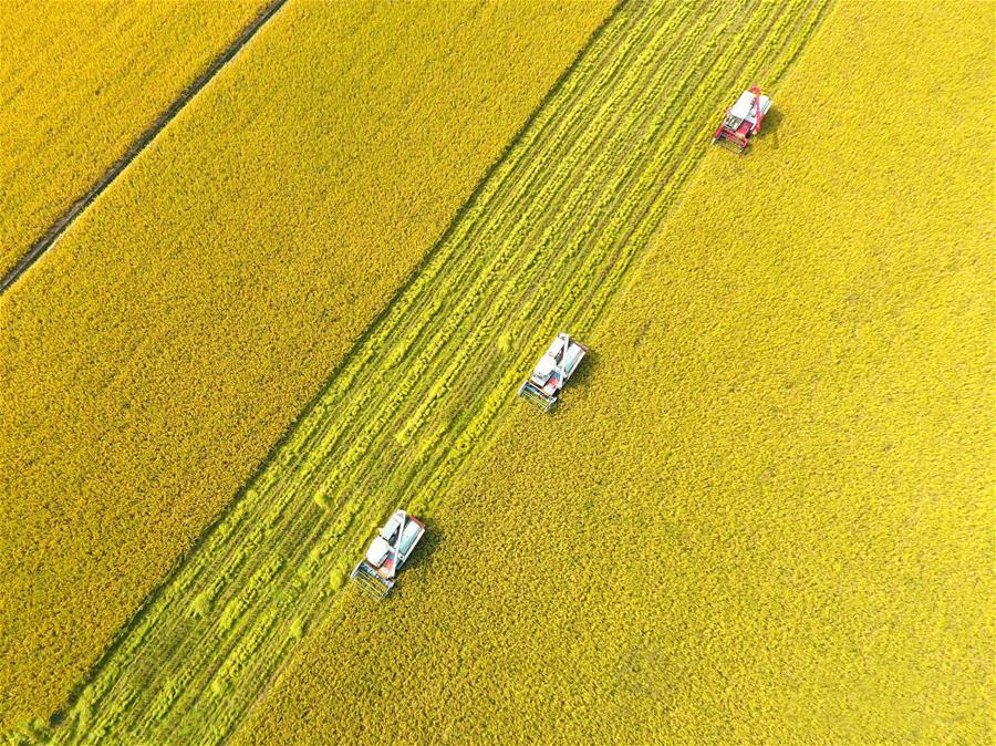 900x674, 321 Kb / поле, комбайн, жёлтый