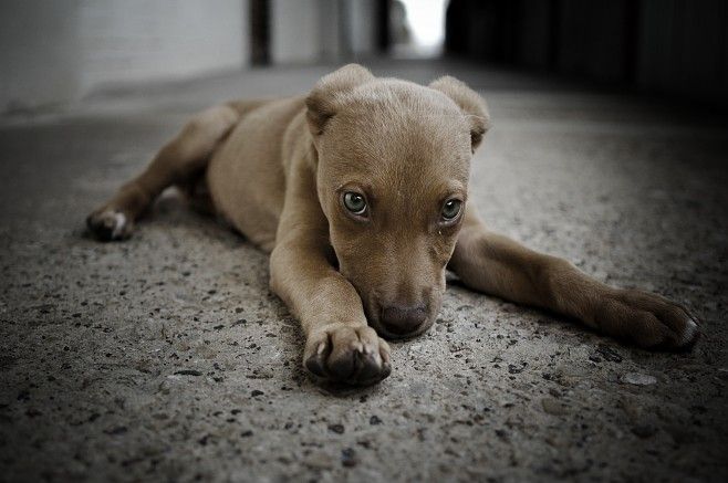 658x437, 47 Kb / щен