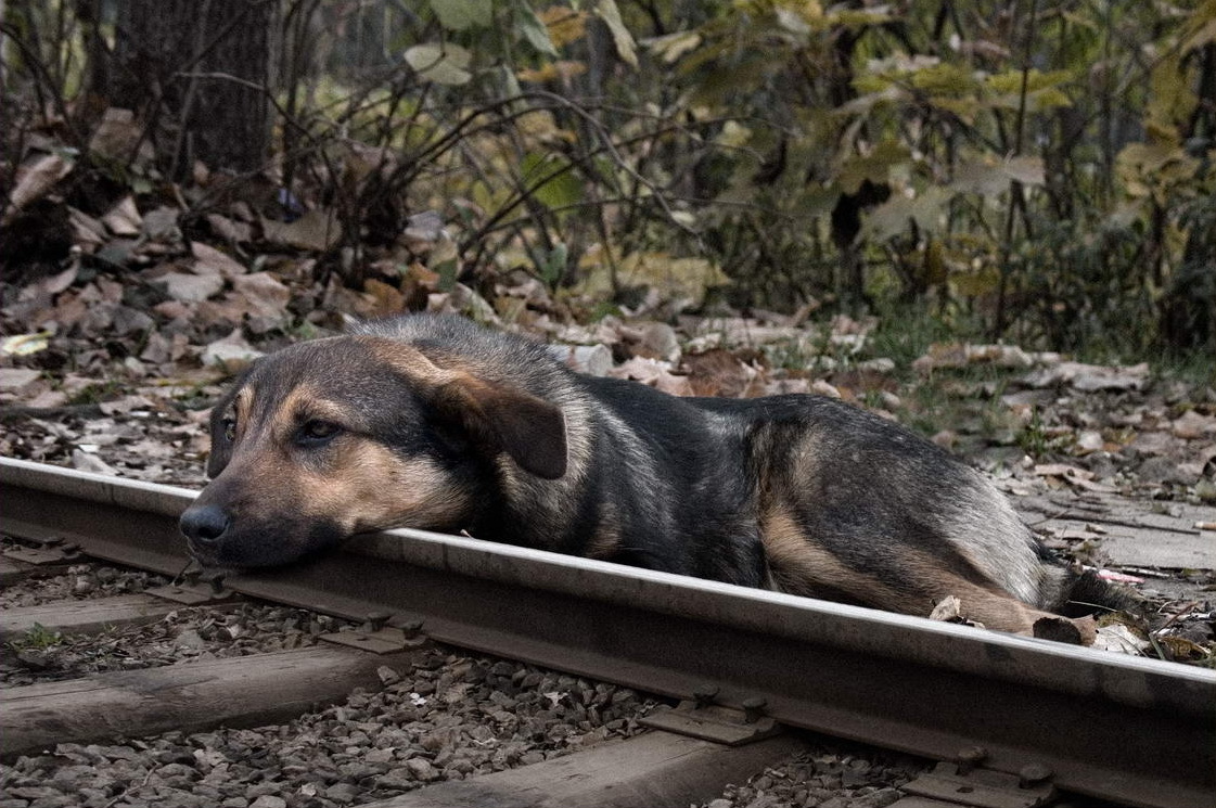 1121x745, 313 Kb / собака, рельсы, листва