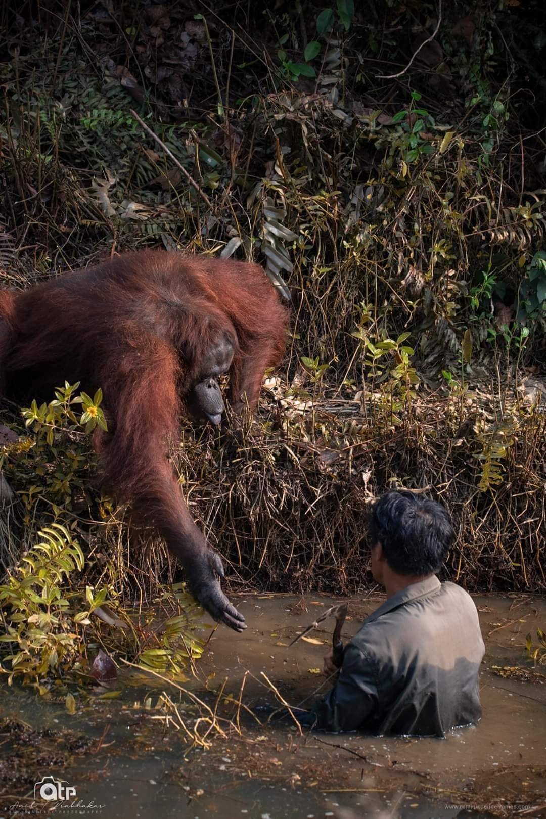 1080x1620, 279 Kb / обезьяна, орангутанг