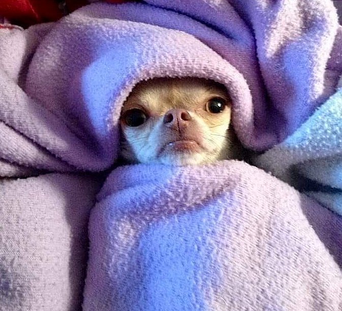 673x613, 113 Kb / собака