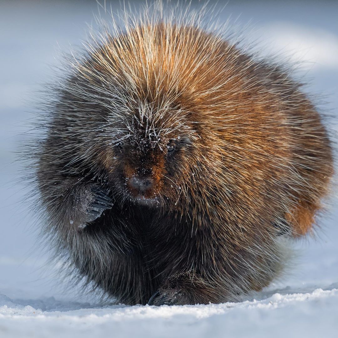1080x1080, 270 Kb / пушистый, дикобраз