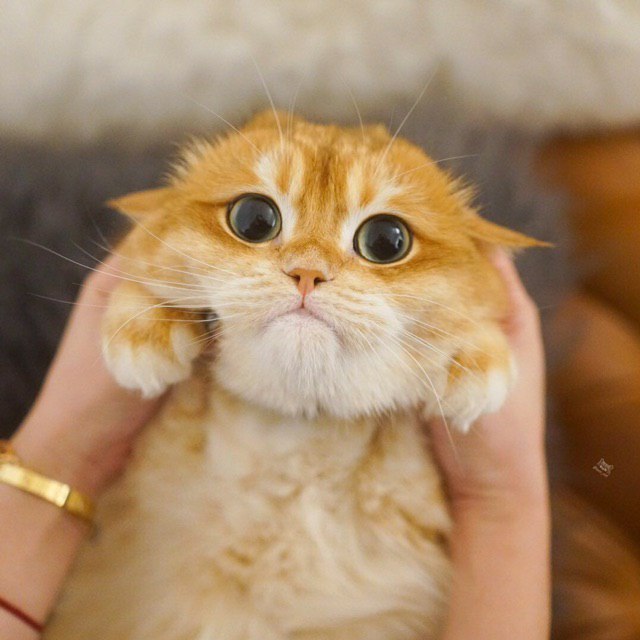 640x640, 61 Kb / Кот, рыжий, глаза, руки, взгляд, браслет