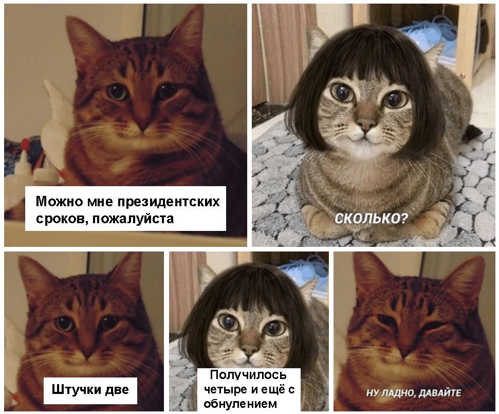 971x805, 148 Kb / Кот, кошка, срок, обнуление, парик