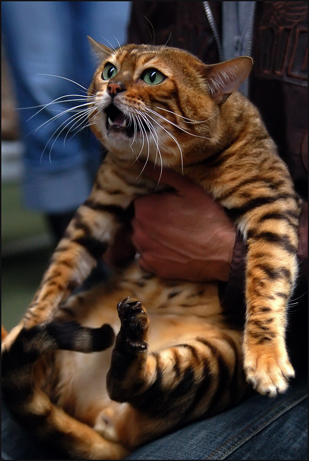 604x900, 192 Kb / кот, офигевший