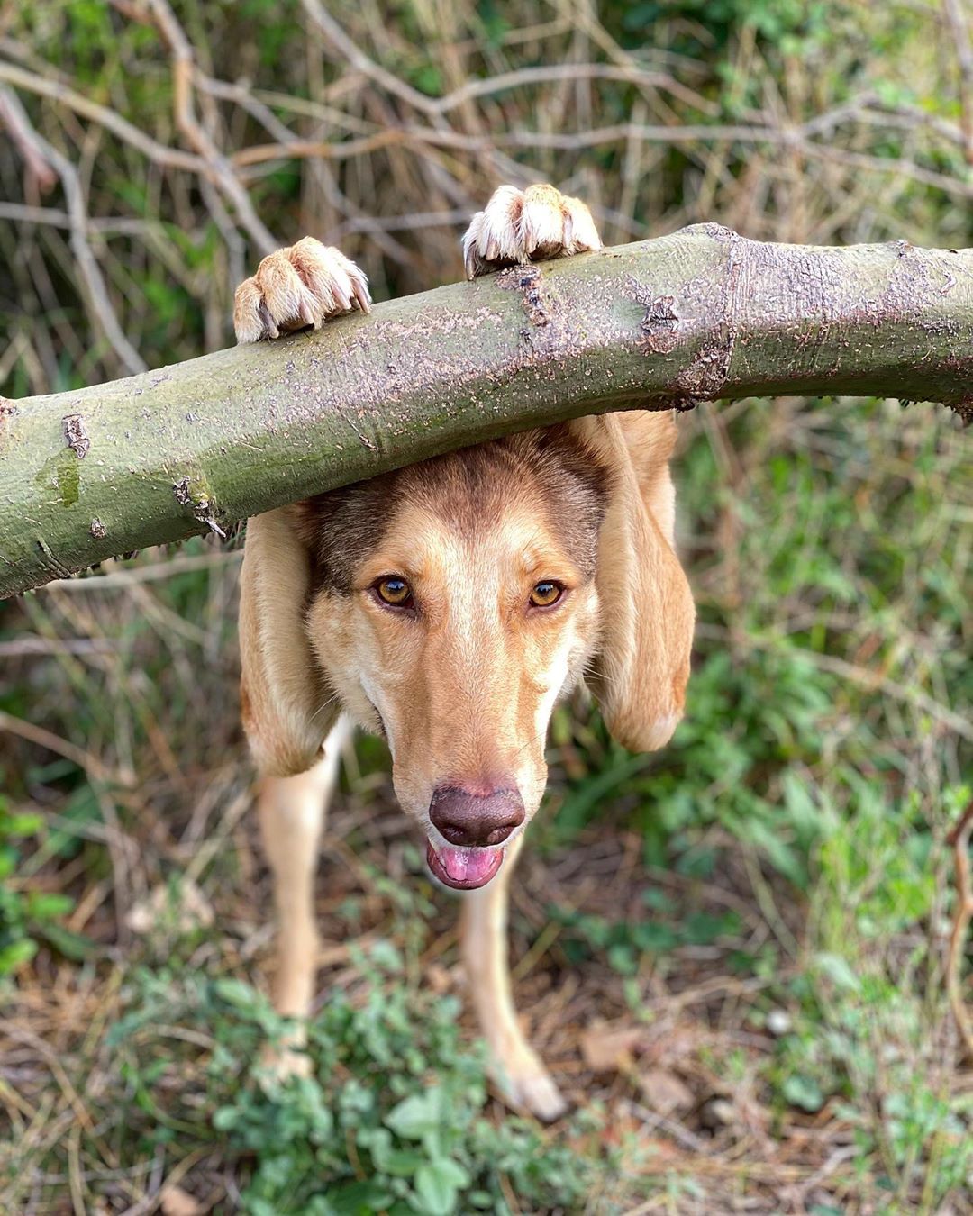 1080x1350, 254 Kb / собака, лапы, дерево