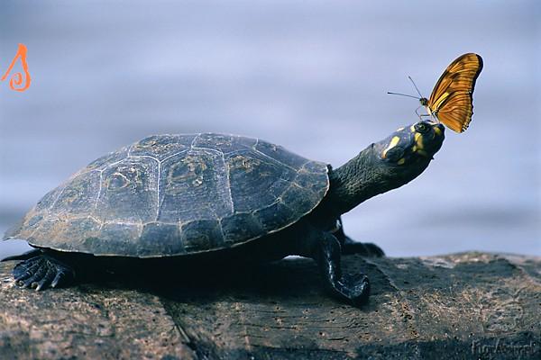 600x400, 35 Kb / бабочка, черепаха