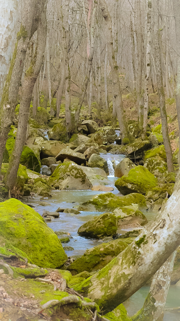 720x1280, 482 Kb / Лес, река, природа