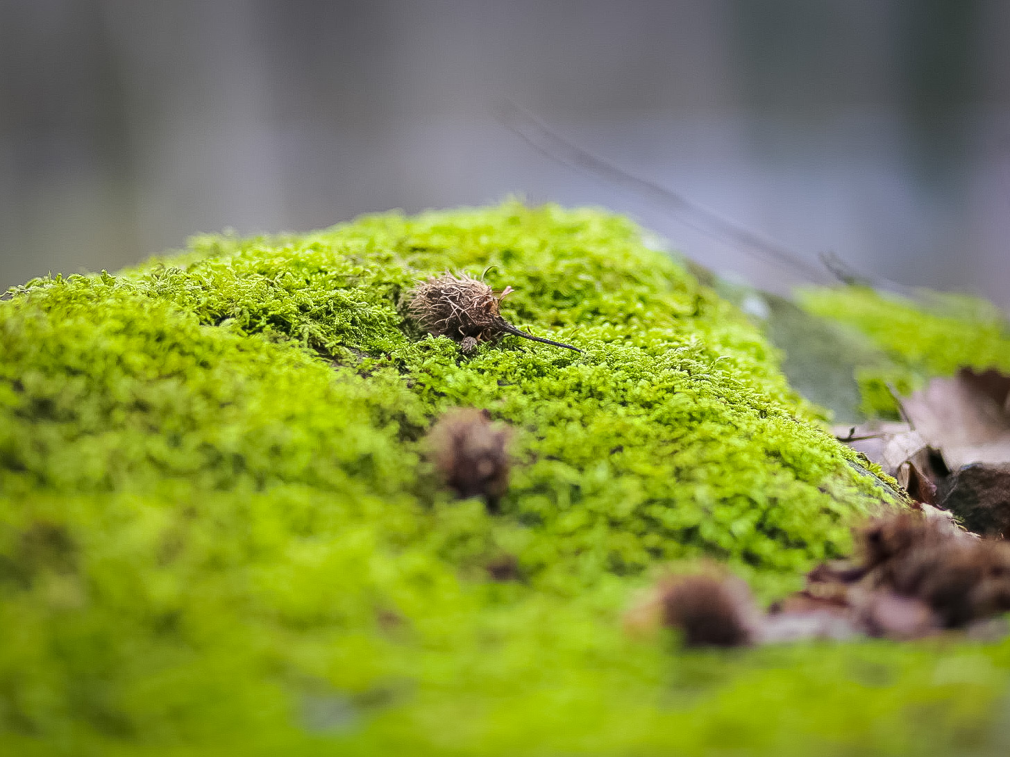 1455x1090, 461 Kb / Мох, репейник, лес