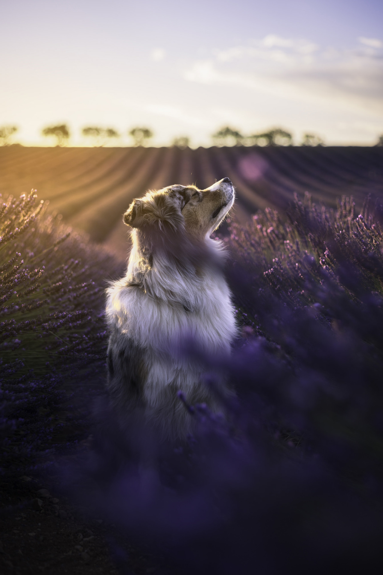 1280x1920, 341 Kb / собака, поле, цветы, лаванда