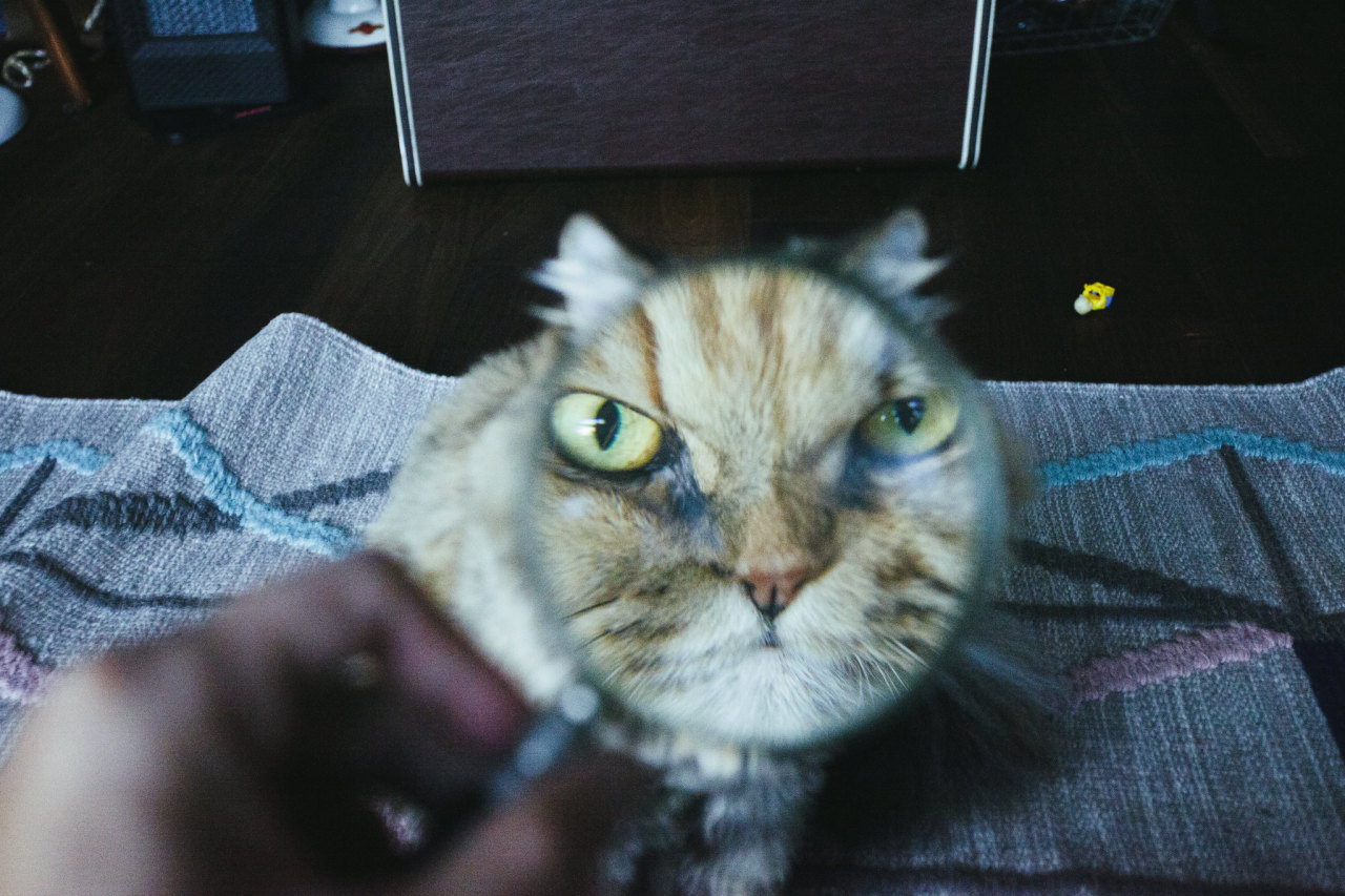 1280x853, 227 Kb / лупа, кот