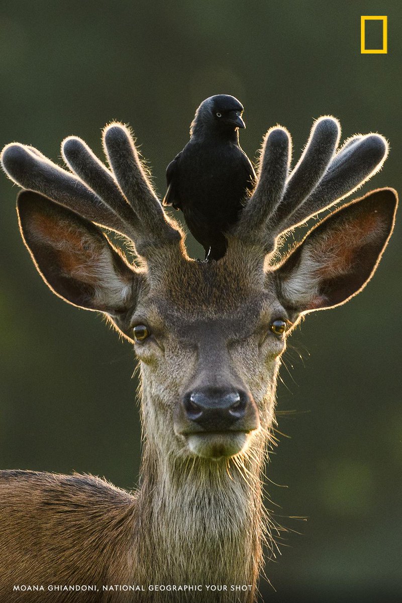 800x1200, 211 Kb / олень, птица, галка, рога, national geographic