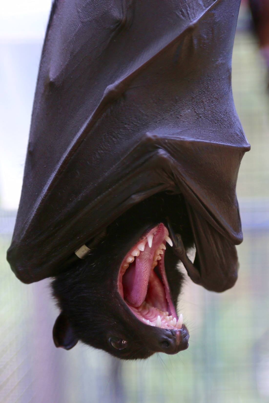 1102x1654, 116 Kb / летучая мышь, летучая лисица, зевает, зубы, пасть