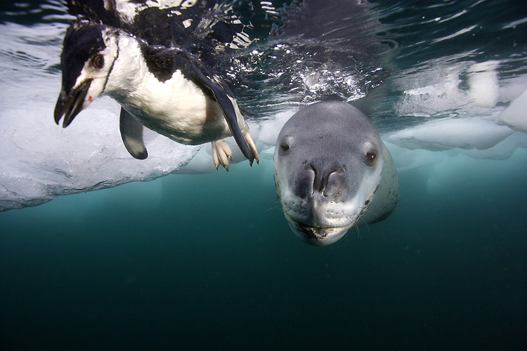 750x500, 87 Kb / пингвин, морской леопард, обед