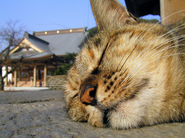 640x480, 259 Kb / кот, сон