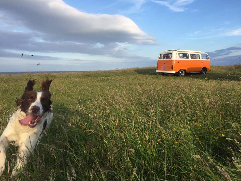 960x720, 94 Kb / сеттер, фольксваген, т1, поле