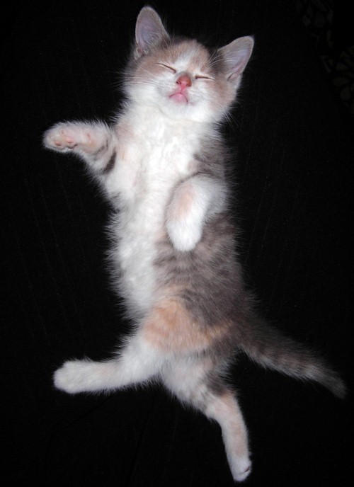 500x688, 49 Kb / котенок