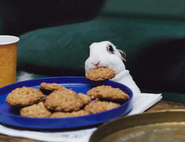 650x498, 67 Kb / кролик, печенье