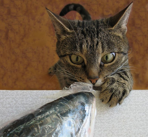 500x462, 126 Kb / кот, рыба