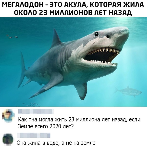600x600, 73 Kb / акула, возраст, вода, земля