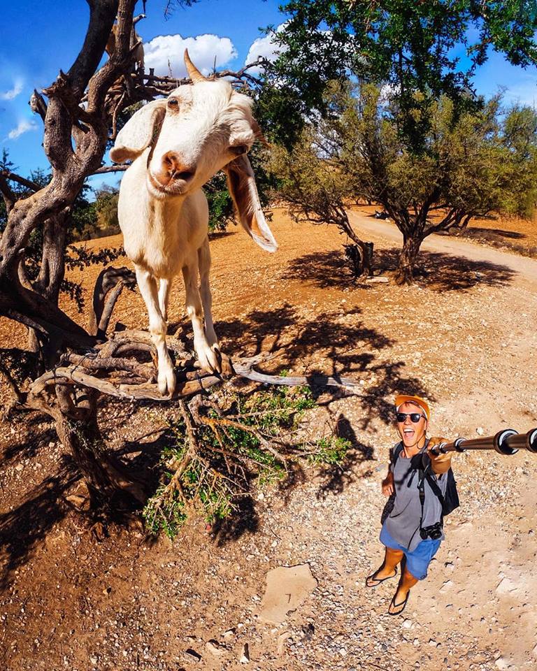 768x960, 210 Kb / коза, козёл, дерево, палка, селфи