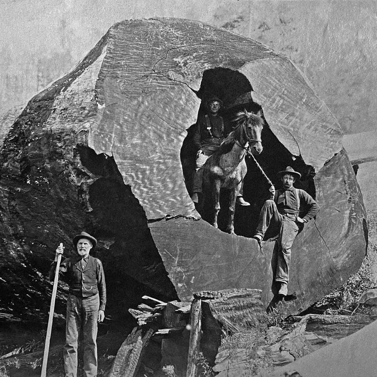 1260x1260, 250 Kb / дерево, ствол, секвойя, лесорубы, лошадь,ч/б